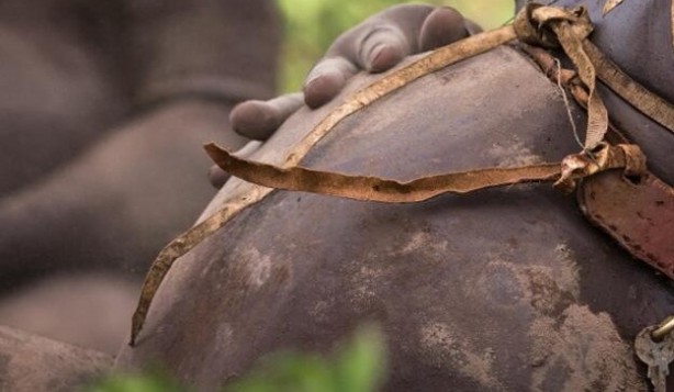 Foto - Böyle yaşam görülmedi! 6 ay kan içiyorlar diğer 6 ay ise...