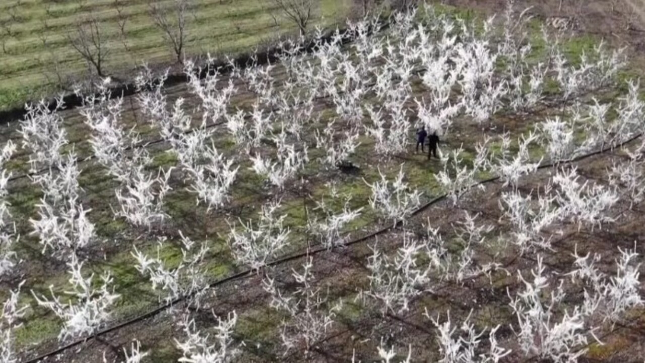 Foto - Böyle yöntem görülmedi! Ağaçları aşırı soğuktan korumak için bakın ne yaptı