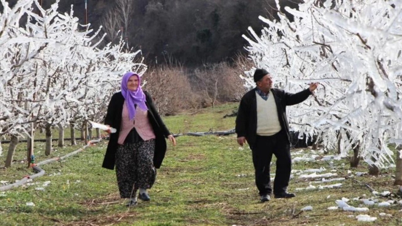 Böyle yöntem görülmedi! Ağaçları aşırı soğuktan korumak için bakın ne yaptı