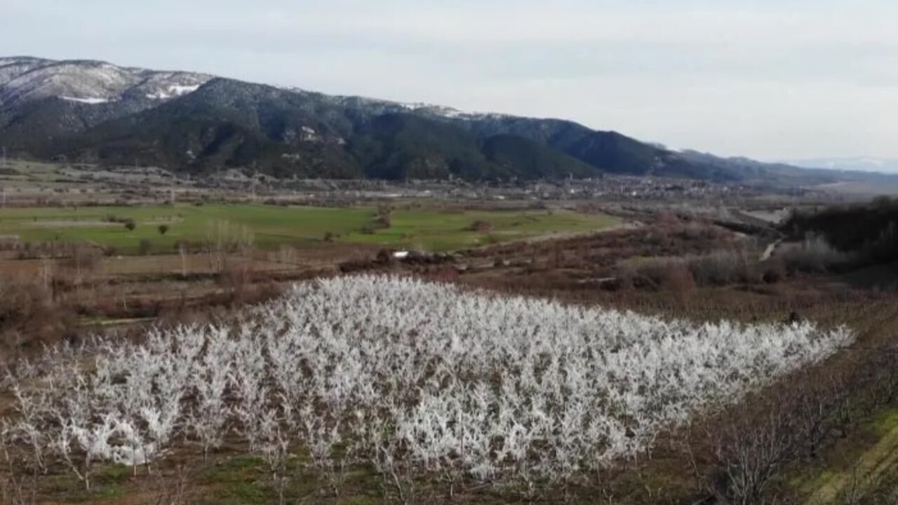 Foto - Böyle yöntem görülmedi! Ağaçları aşırı soğuktan korumak için bakın ne yaptı