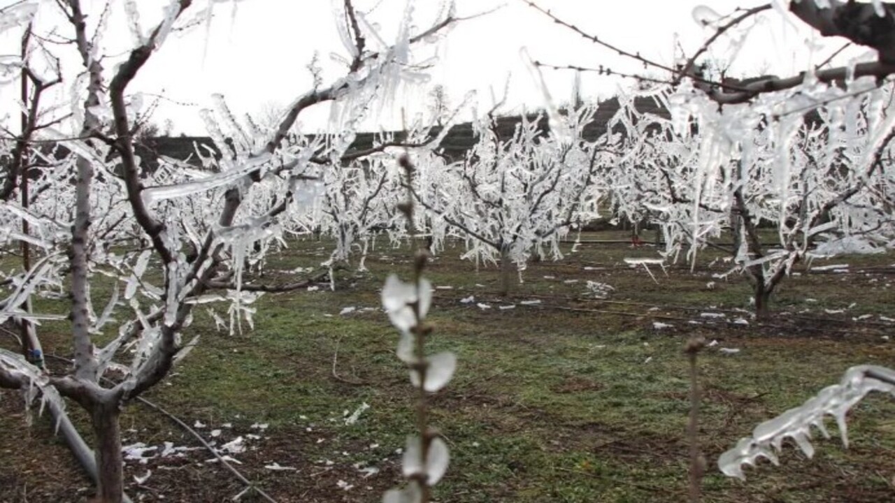 Foto - Böyle yöntem görülmedi! Ağaçları aşırı soğuktan korumak için bakın ne yaptı