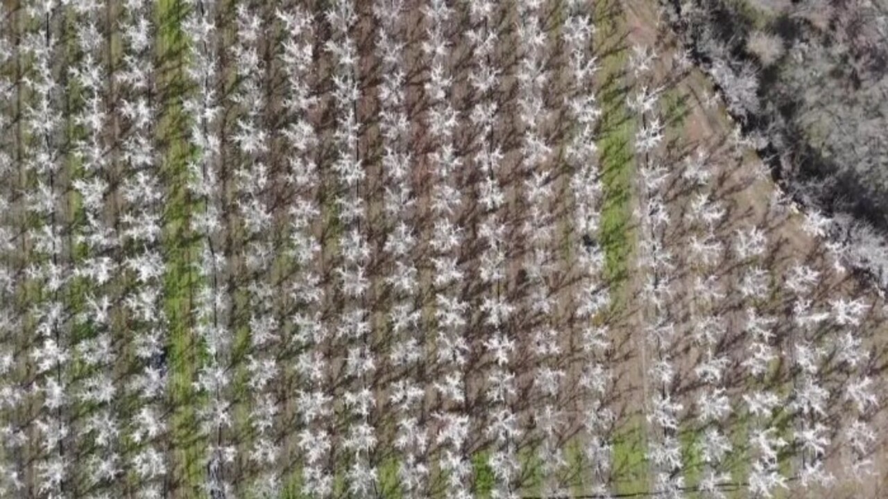 Foto - Böyle yöntem görülmedi! Ağaçları aşırı soğuktan korumak için bakın ne yaptı