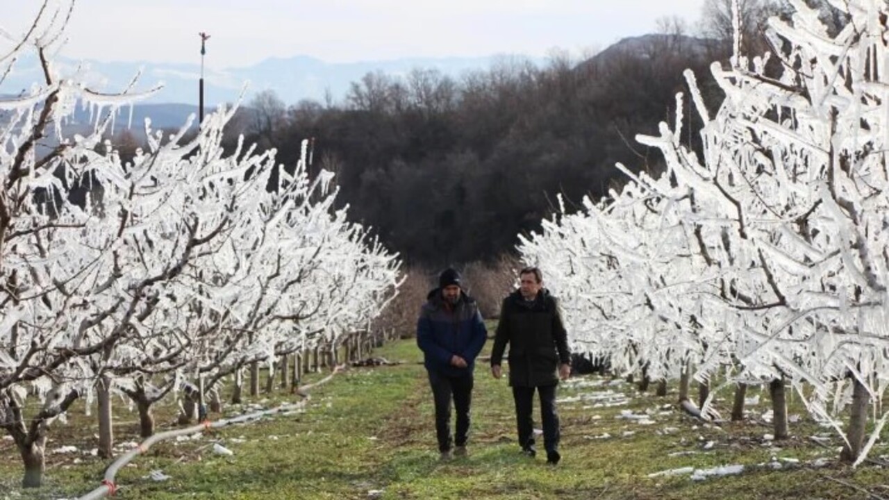 Foto - Böyle yöntem görülmedi! Ağaçları aşırı soğuktan korumak için bakın ne yaptı