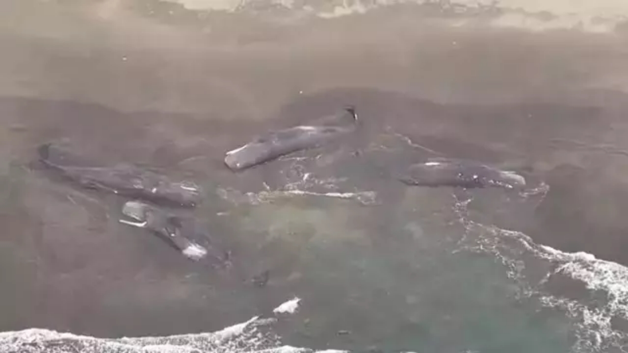 Foto - Böylesi bir deprem 73 yıldır görülmedi! 8.8’lik sarsıntı sonrası balinalar böyle karaya vurdu