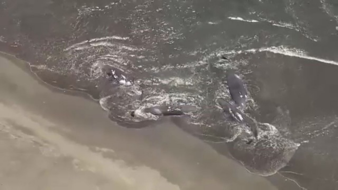 Foto - Böylesi bir deprem 73 yıldır görülmedi! 8.8’lik sarsıntı sonrası balinalar böyle karaya vurdu