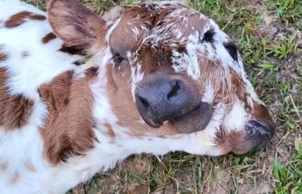 Foto - Böylesi bir doğum 400 yılda bir gerçekleşiyor! Bakanlar şaştı kaldı