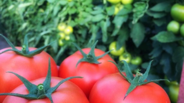 Foto - 'Böylesi görülmedi' diyen Putin flaş kararı duyurdu: Artık Türkiye'den almak zorunda kalmayacağız