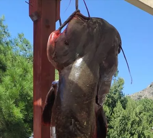 Foto - Böylesi görülmedi! Tam 50 kilo…