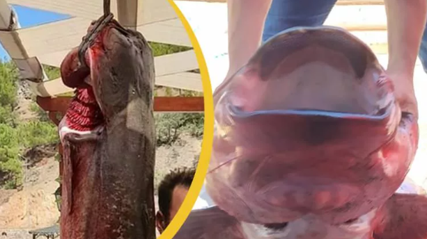 Foto - Böylesi görülmedi! Tam 50 kilo…