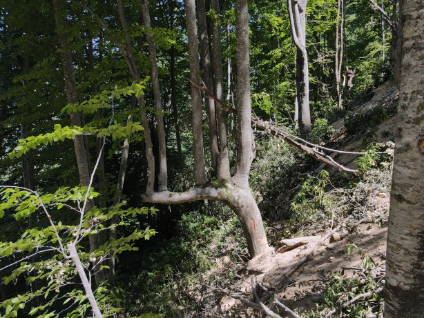 Foto - Böylesi ilk kez görüldü! Görenler gözlerine inanamadı: Yok böyle bir şey...