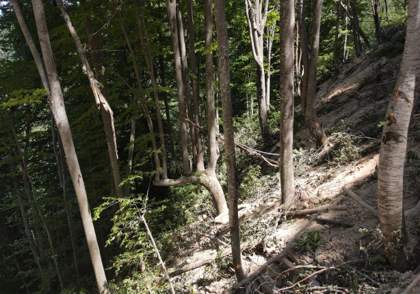 Foto - Böylesi ilk kez görüldü! Görenler gözlerine inanamadı: Yok böyle bir şey...