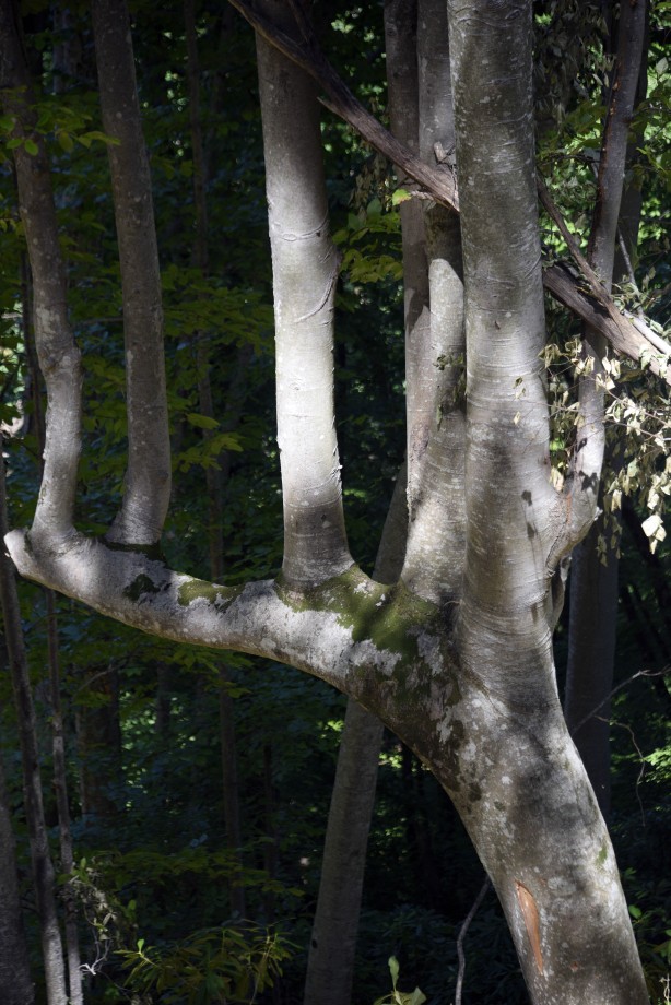 Foto - Böylesi ilk kez görüldü! Görenler gözlerine inanamadı: Yok böyle bir şey...