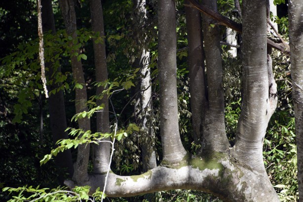 Foto - Böylesi ilk kez görüldü! Görenler gözlerine inanamadı: Yok böyle bir şey...