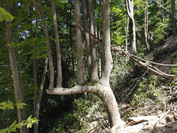 Böylesi ilk kez görüldü! Görenler gözlerine inanamadı: Yok böyle bir şey...