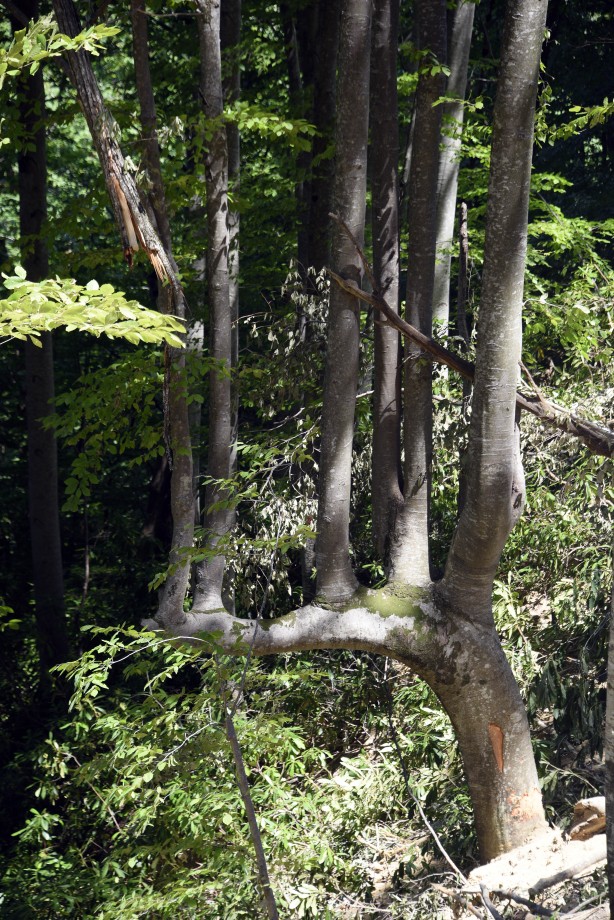 Foto - Böylesi ilk kez görüldü! Görenler gözlerine inanamadı: Yok böyle bir şey...