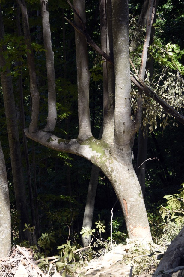 Foto - Böylesi ilk kez görüldü! Görenler gözlerine inanamadı: Yok böyle bir şey...