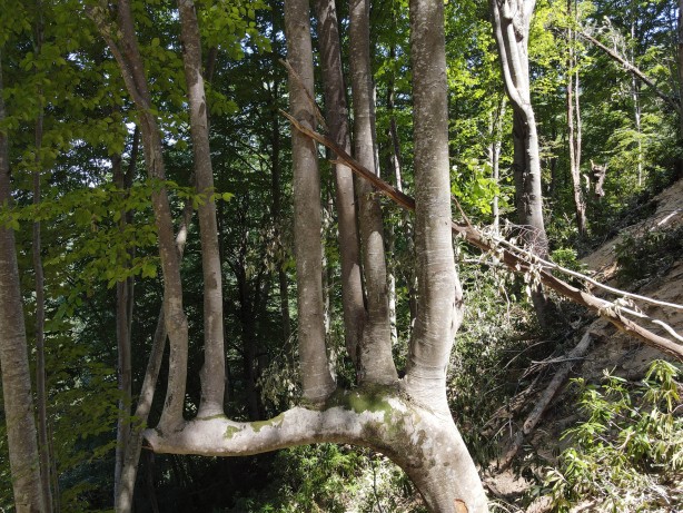Foto - Böylesi ilk kez görüldü! Görenler gözlerine inanamadı: Yok böyle bir şey...