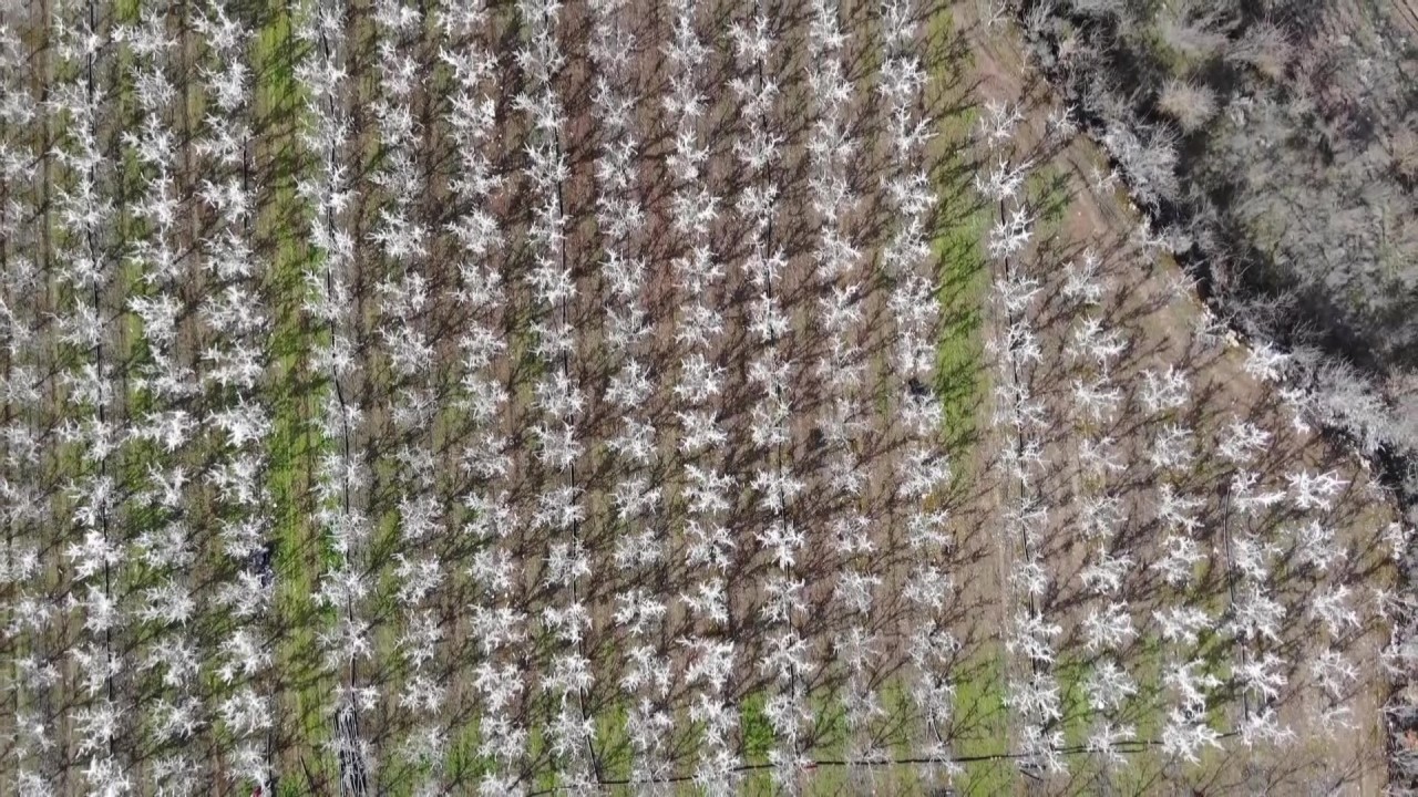Foto - Böylesi ne görüldü ne de duyuldu! 400 ağacı aşırı soğuktan korumak için dondurdu, görenler şaştı kaldı