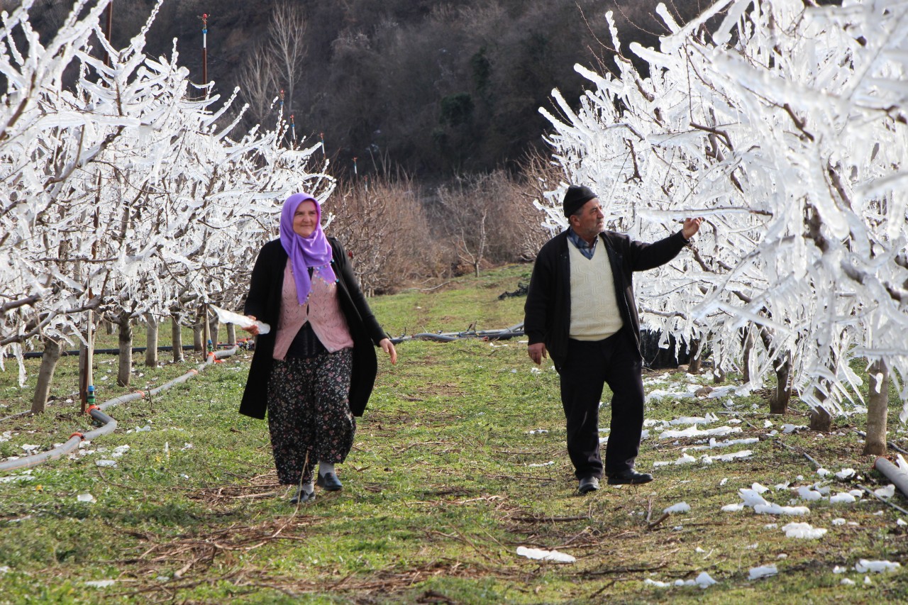 Foto - Böylesi ne görüldü ne de duyuldu! 400 ağacı aşırı soğuktan korumak için dondurdu, görenler şaştı kaldı