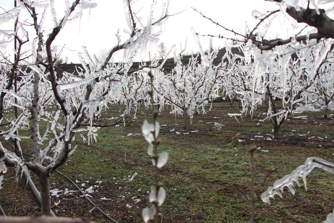 Foto - Böylesi ne görüldü ne de duyuldu! 400 ağacı aşırı soğuktan korumak için dondurdu, görenler şaştı kaldı