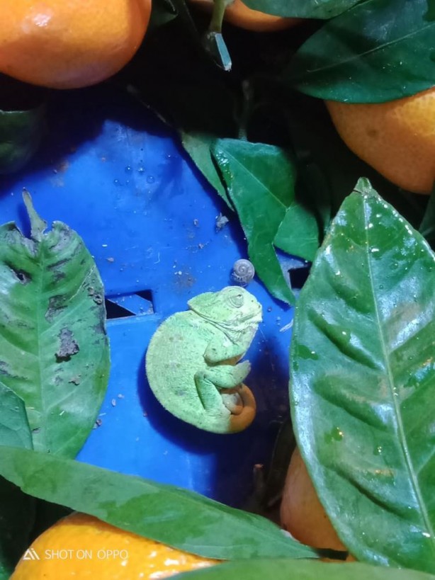 Foto - Böylesi ne görüldü ne duyuldu! Tokat'ta, mandalina aldığı poşetten bu çıktı! Gözlerinize inanamayacaksınız