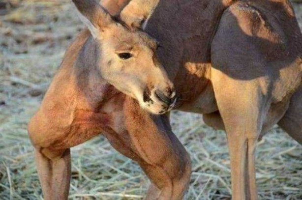 Foto - Böylesini daha önce görmediniz? Dünya devlerini görenler şok oluyor!