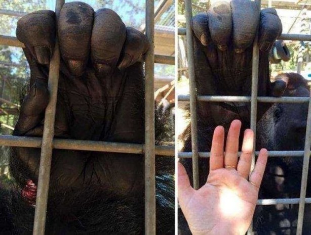 Foto - Böylesini daha önce görmediniz? Dünya devlerini görenler şok oluyor!