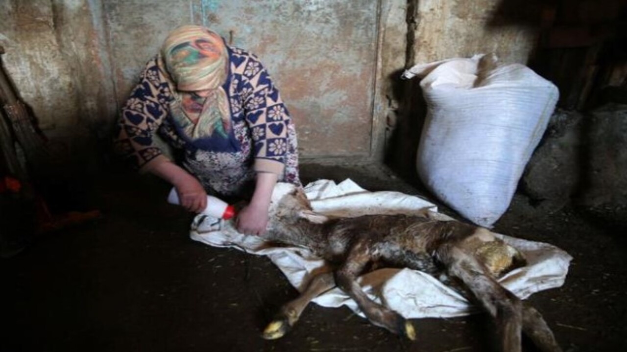 Foto - Böylesini ilk defa gördük! Kafa yapısı bozuk buzağı şaşkınlığa sebep oldu