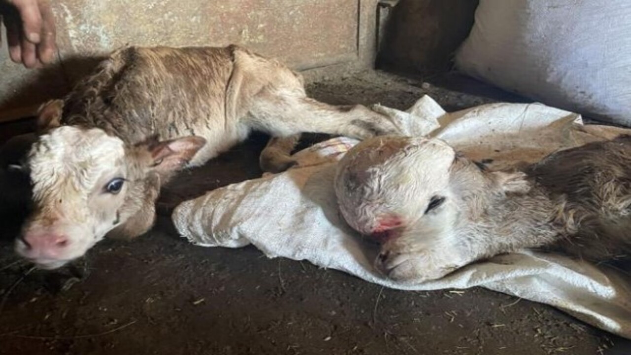 Foto - Böylesini ilk defa gördük! Kafa yapısı bozuk buzağı şaşkınlığa sebep oldu