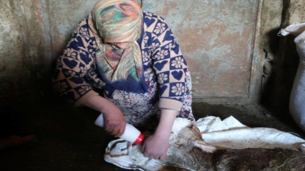 Foto - Böylesini ilk defa gördük! Kafa yapısı bozuk buzağı şaşkınlığa sebep oldu