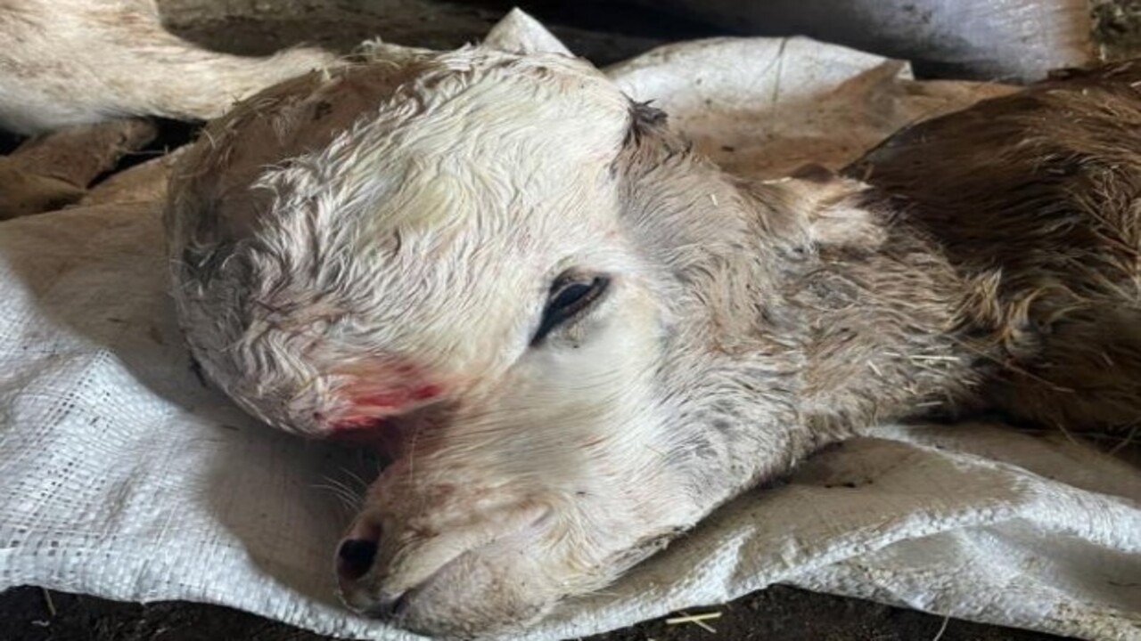 Böylesini ilk defa gördük! Kafa yapısı bozuk buzağı şaşkınlığa sebep oldu