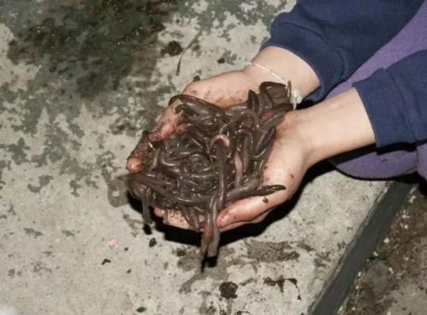 Foto - Böylesini ne duydunuz ne gördünüz Sandalye üretmiyor yetiştiriyor! Akıl dışı meslekler