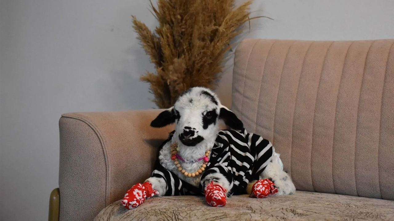 Boynunda kolyesi, altında bezi, ağzında biberonu… Bu kuzucuk görenleri şaşırtıyor