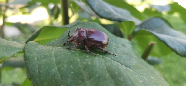 Foto - Boynuzlu gergedan böceğine gözü gibi bakıyor: 90 bin lira olduğu söyleniyor