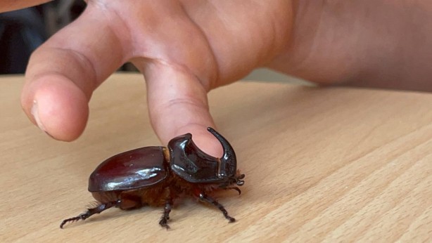 Foto - Boynuzlu gergedan böceğine gözü gibi bakıyor: 90 bin lira olduğu söyleniyor