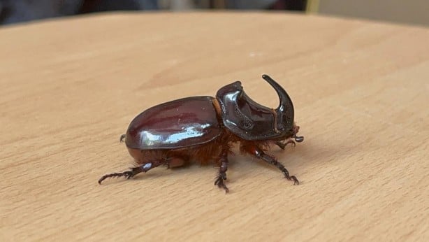 Boynuzlu gergedan böceğine gözü gibi bakıyor: 90 bin lira olduğu söyleniyor