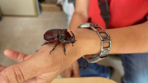 Foto - Boynuzlu gergedan böceğine gözü gibi bakıyor: 90 bin lira olduğu söyleniyor