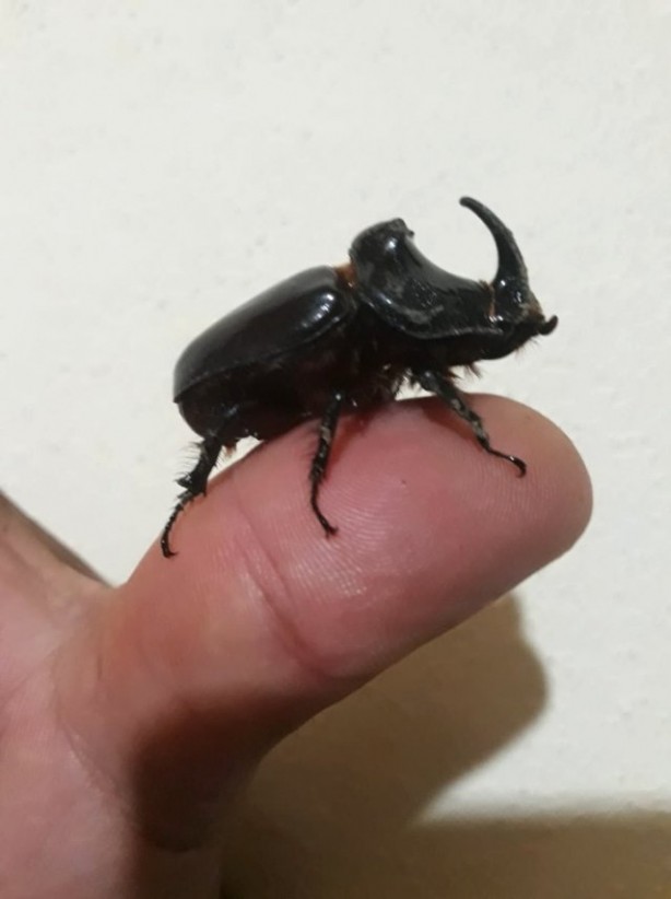 Foto - Boynuzlu gergedan böceğine gözü gibi bakıyor: 90 bin lira olduğu söyleniyor