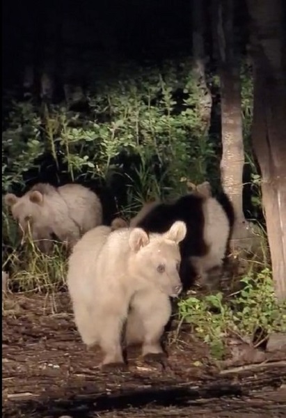 Foto - Boz ayı ailesini elleriyle besledi