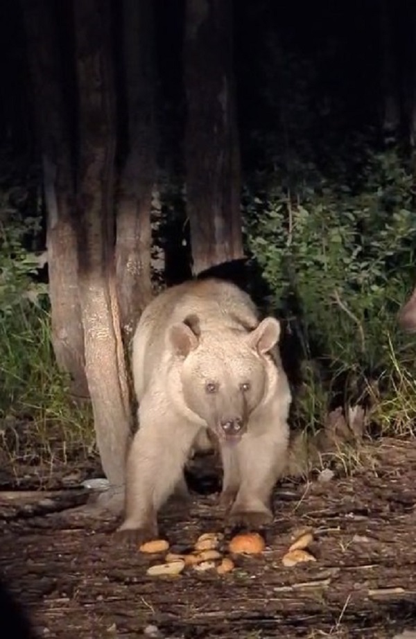 Foto - Boz ayı ailesini elleriyle besledi