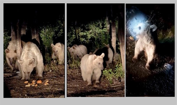 Foto - Boz ayı ailesini elleriyle besledi