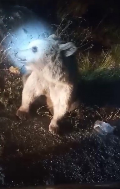 Foto - Boz ayı ailesini elleriyle besledi