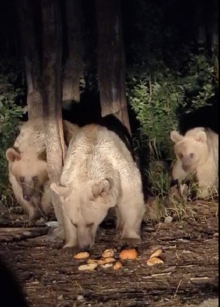 Foto - Boz ayı ailesini elleriyle besledi