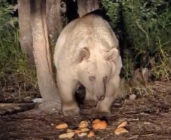 Boz ayı ailesini elleriyle besledi