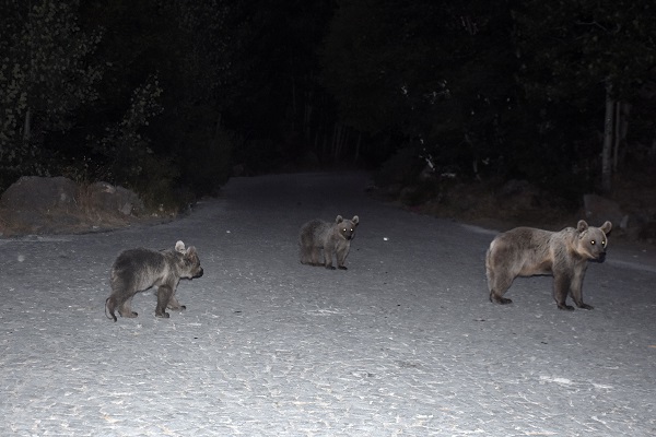 Foto - Boz ayılar aç kaldı çöplüklere dadandı