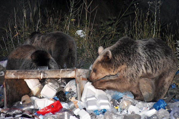 Foto - Boz ayılar aç kaldı çöplüklere dadandı