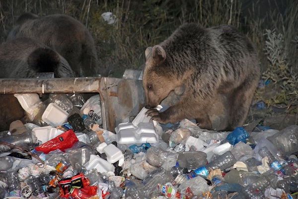 Foto - Boz ayılar aç kaldı çöplüklere dadandı