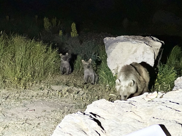 Foto - Boz ayılar aç kaldı çöplüklere dadandı