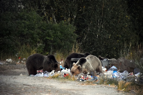 Foto - Boz ayılar aç kaldı çöplüklere dadandı
