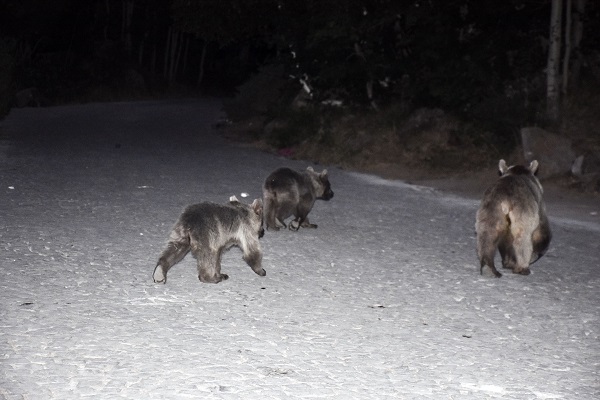 Foto - Boz ayılar aç kaldı çöplüklere dadandı
